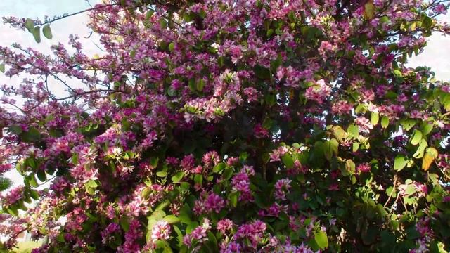 Розовый апрель Валенсии, Испания. Цветущая баухиния. смотреть онлайн