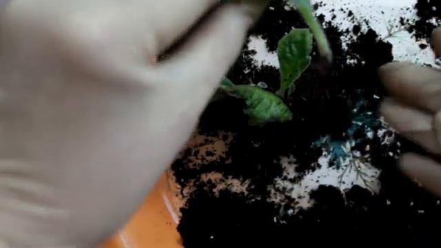Мое первое укоренение стрептокарпуса Ч. 6