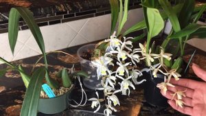 Coelogyne Flaccida, Lactae and Unchained Melody. Целогина. Уход за ароматной  орхидей, цветение.