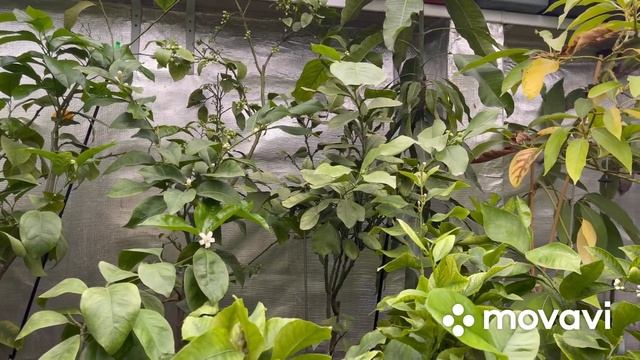 Помело в теплице , дегустация , плод созрел идеально , январь 2022 смотреть онлайн