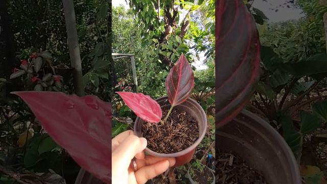 Plant id: Aglaonema Red Vein (Rare variety)Alagaan kita at palakin/Welcome sa aking Munting hardin