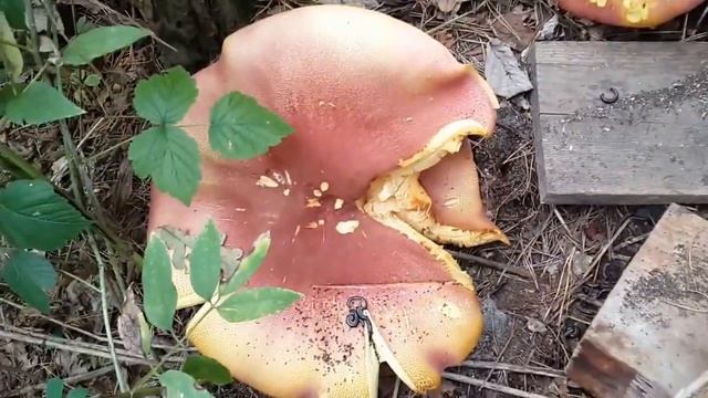 Монстр-гриб Рядовка краснеющая (Tricholomopsis rutilans)