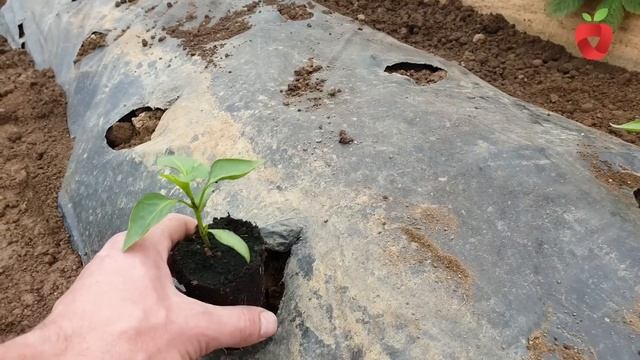 5 važnih koraka u uzgoju paprike od sjemena do ploda смотреть онлайн