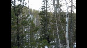 Глухая тайга. Охота в Сибири. Жизнь в тайге,, красота Прибайкальской дикой тайги...