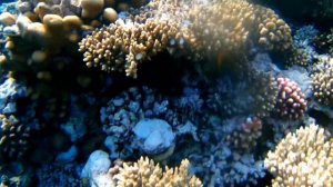 Риф на Coral Beach Resort Tiran