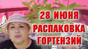 28 июня. Распаковка посылки с гортензиями