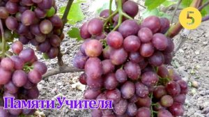 ТОП 10 ЛУЧШИХ СОРТОВ ВИНОГРАДА  2018 года(Top of the best grapes in 2018), лучшие сорта винограда