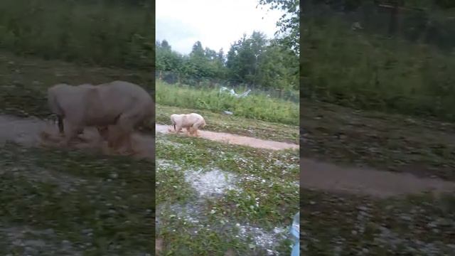 Алабаи. САО. ГРАД. ЛУЖИ. Тарзан валяется в грязи после града. смотреть онлайн