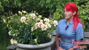 Роза Глориус Бэбилон Айз Первое цветение