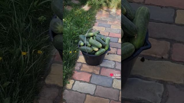 Огурцы зачем столько смотреть онлайн