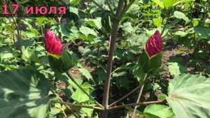 Гибискус травянистый: весь сезон с апреля по октябрь