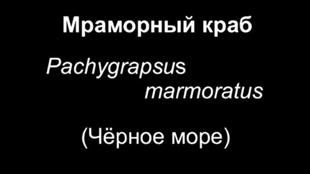 © Фауна Черного моря. Мраморный краб (Pachygrapsus marmoratus) - 06 // The fauna of the Black Sea смотреть онлайн