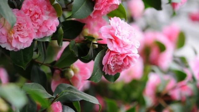 Top Most beautiful Camellias - Camellia Flowers - Camellia - PART 1.. смотреть онлайн