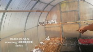 Продажа голубей. Бийск