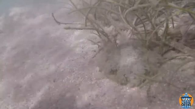 upside down jellyfish смотреть онлайн