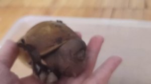 Моя коллекция улиток (ахатина ретикулята, ахатина ахатина, АрхАхатина маргината, АрхАхатина)