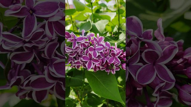 Flieder (Syringa vulgaris), Sorte 'Sensation'