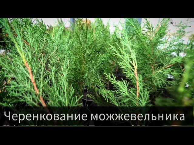 Черенкование можжевельника.