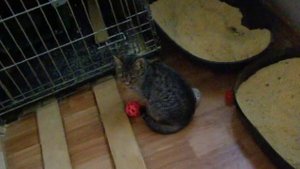 Котенок спинальник Майка. Котенок инвалид играет с удочкой. Странная походка у котенка