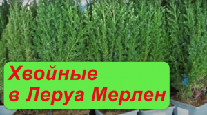 Хвойные в Леруа Мерлен: какие выбрать?