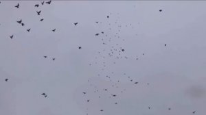 Полеты голубей Скударя Паши г. Мариуполь