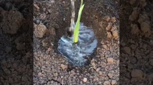 Как высадить гладиолусы в грунт