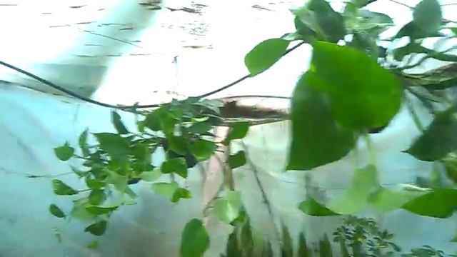 plantes ornementales intérieur смотреть онлайн