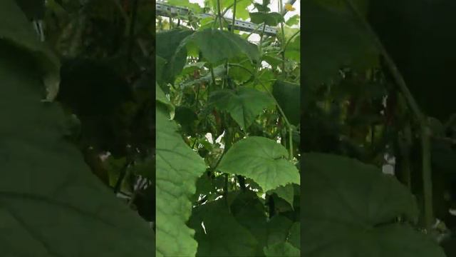 Большой урожай огурца все просто!!! #Урожайдома #Выраститьдома #огурцывтеплице смотреть онлайн