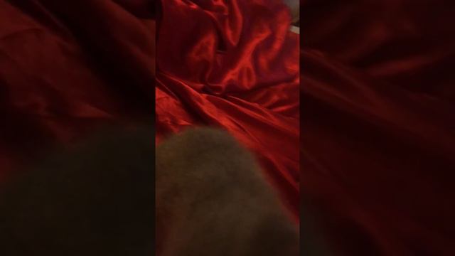 Русские голубые котята смотреть онлайн