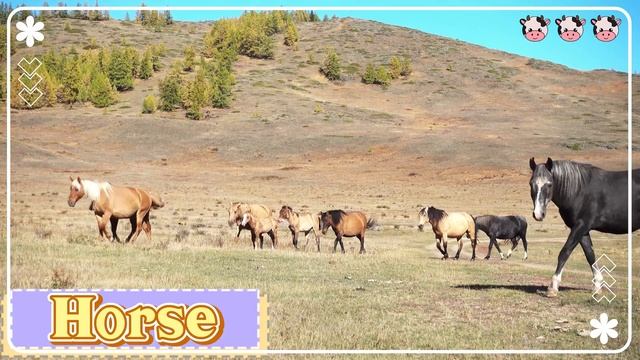 Happy animal moment: dog, elephant, owl, giraffe, rabbit, bee, turtle - Animals sound смотреть онлайн