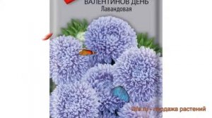 Астра обыкновенный Лавандовая (lavandovaya) ? Лавандовая обзор: как сажать, семена астры Лавандовая