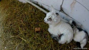 025 Новорожденные козлята