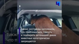 В Ленобласти спасли новорожденного лосенка