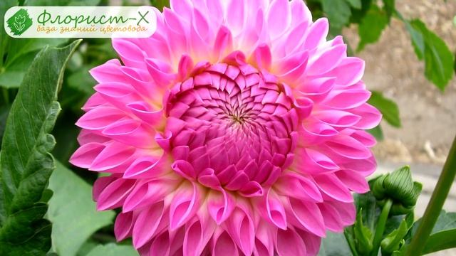 ? Уход за георгинами в саду – подкормка, обрезка и подвязывание смотреть онлайн