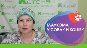 Глаукома у собак и кошек