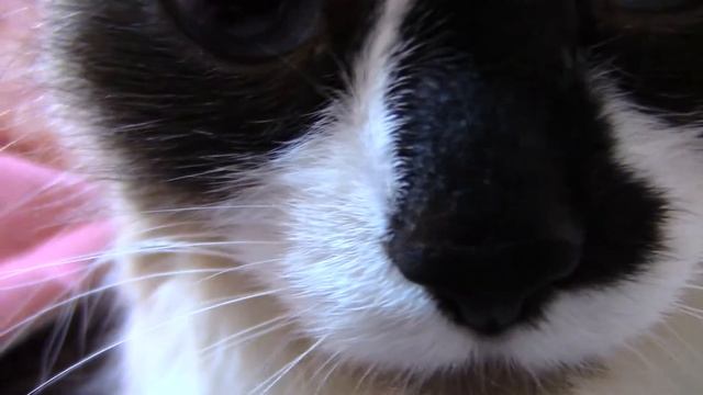 Кошачий влог от Буси ^-^ (тест видеокамеры Canon Legria HF R406 смотреть онлайн