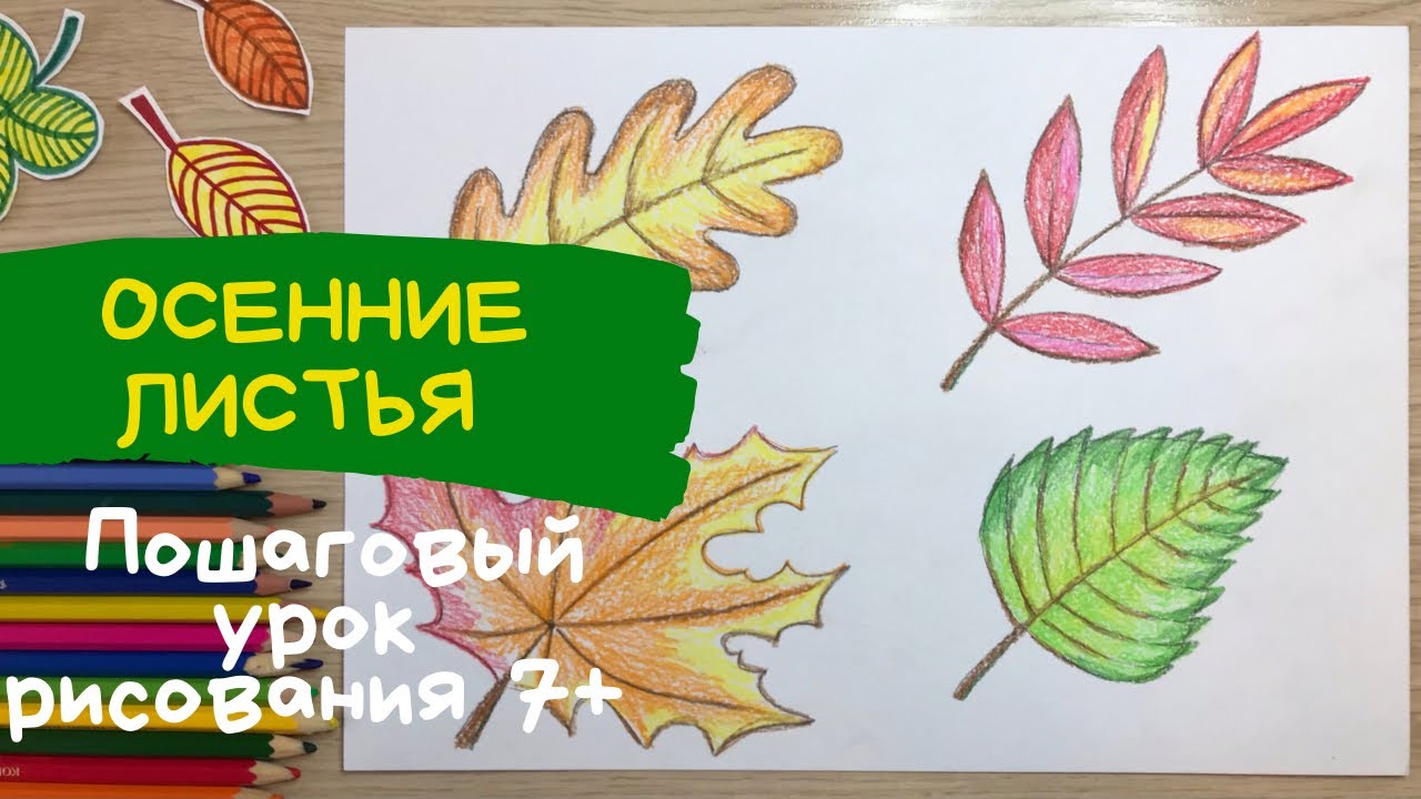 Листья рисунок для детей. Осенние листья рисунок. Кленовый дубовый березовый рябины листья деревьев