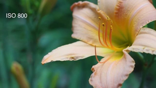 Canon T4i Video Samples at Various ISO смотреть онлайн