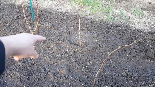 #318 Ягода малина- ты меня манила/сад мечты/ переезд в россию/жизнь на юге/краснодарский край. смотреть онлайн