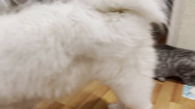 Самоед Лея и кот Шерлок ужинают смотреть онлайн