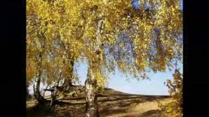 Элфис Кыямов. "Гафу ит иркям"