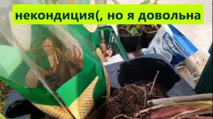 Некондиция - а мне радость!!! Клубневые готовлю к зимовке.