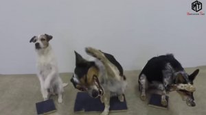 इनसे ज्यादा समझदार कुत्ते नहीं देखें होंगे आपने || The Most Disciplined Dogs in the World