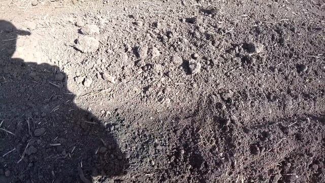 НАКОНЕЦ-ТО Началась Посевная Подсолнечника 2023 / ОТЖАЛИ  у Дождей Пару Тёплых Дней /Подсолнечник