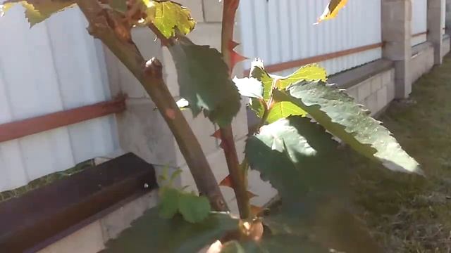 Штамбовая роза своими руками. 12. 05.2018 смотреть онлайн