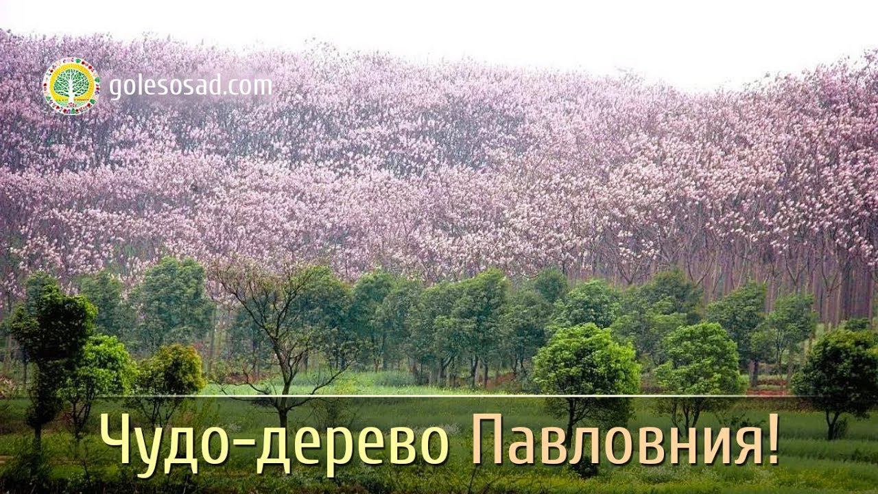 ЧУДО-ДЕРЕВО ПАВЛОВНИЯ!