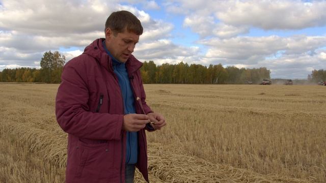 Технология возделывания сорта Уралосибирская 2. В чем преимущества No-Till?