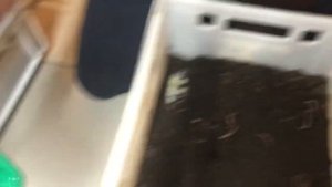 Мои начинания в червеводстве| черви Дендробена