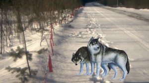 Волчье солнце