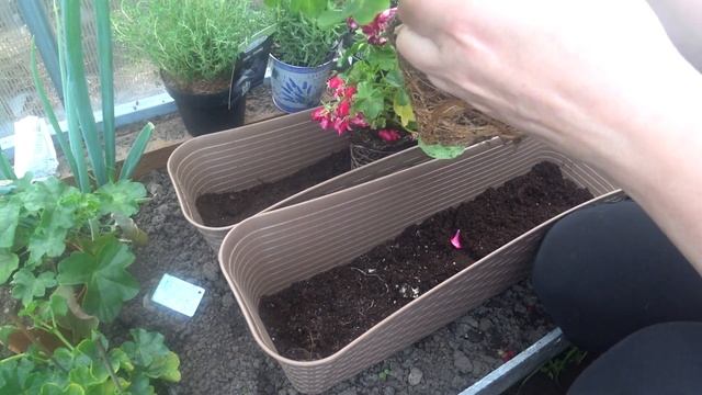 Пересаживаю пеларгонию плющелистную в балконные ящики смотреть онлайн